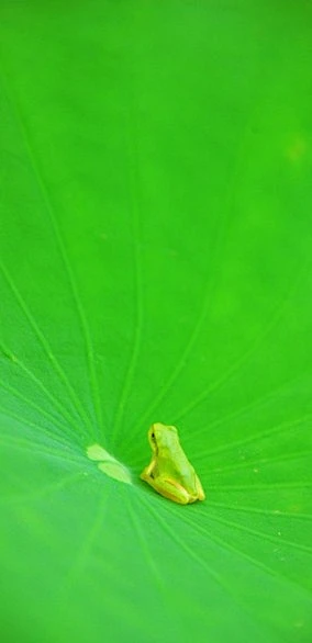 图片_T.动动物～图片素材-花瓣网