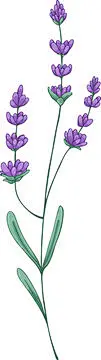 图源免费EPS文件 |法国普罗旺斯薰衣草花枝手绘插画