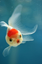 Ornamental goldfish