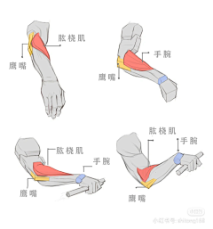 力尽猫采集到人体肌肉解剖