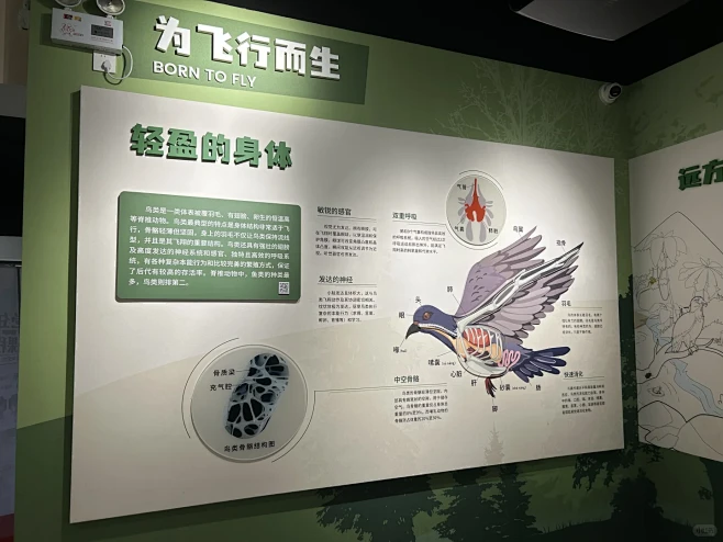 白云山鸣春谷 鸟类科普馆 - 小红书