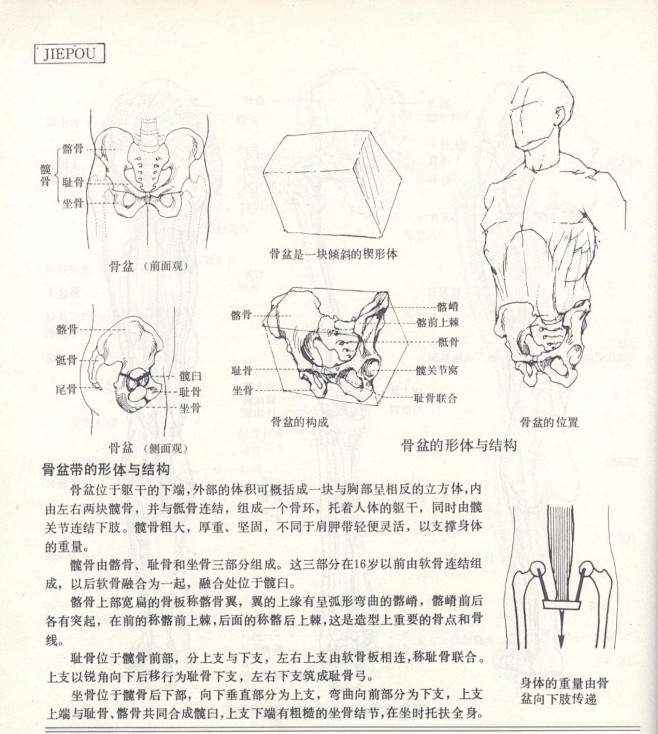 人体造型基础——人体局部解剖 - 水木白...