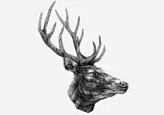 简约黑白羚羊插画免抠素材_新图网 https://ixintu.com 插画 简约 羚羊 黑白