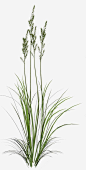 细长绿色植物png免抠素材_新图网 https://ixintu.com 绿色植物 植物茎 花草树木元素