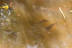 瀑布和流