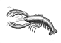 Whale fish lobster Leslie Evans Designs Home Accents ILLUSTRATION  hand drawn Illustrator scientific drawings 