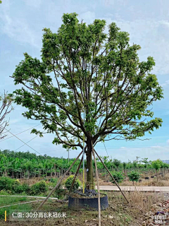 ωǒ吥㈣上帝采集到植物