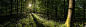 forests panorama sunlight trees wildflowers wallpaper (#2444101) / Wallbase.cc