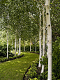 Garden path. Love birch trees!: 
