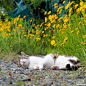 by simabossneko ​​​​