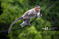猴子,电缆,动物主题,一只动物,户外正版图片素材