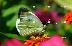 蝴蝶 昆虫 花 花壁纸 性质 宏 翅膀 夏天 多彩 美丽的花朵