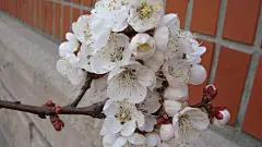 洁白美丽的杏花花卉桌面壁纸桌面壁纸3