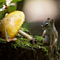 A mushroom on the side - Andre Villeneuve