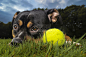 比特犬抱着网球躺在草地上照片摄影图片_ID:429991680-Veer图库
