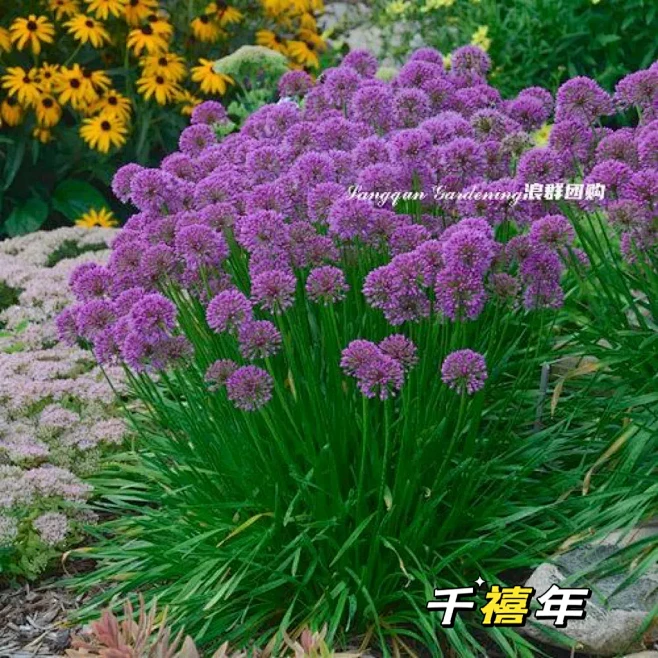 浪群团购 皮实好养植物合集（3）：鼠尾草、大滨菊、粉色美洲茶、北美腹水草、山菅兰、荼蘼、常春藤、日本银莲花、小花葱等15种植物哦-花瓣网