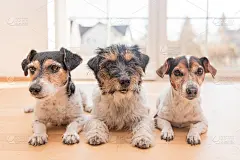 三只可爱的杰克罗素小猎犬乖乖地并排躺在家里的地板上