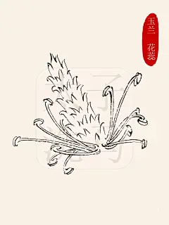 国画入门｜常见花蕊线描/白描合集高清‼️
