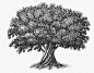 The Tree Illustration Collection by Steven Noble : The Tree Illustration Collection by Steven Noble