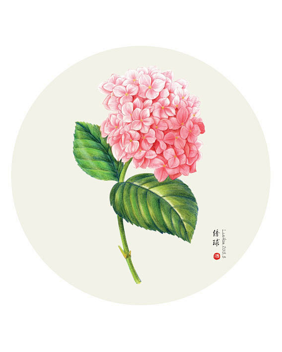 雷杜德花卉插画