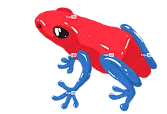 毒蛙 青蛙 动物 自然 两栖类 热带 爬树者 红色的 剪出