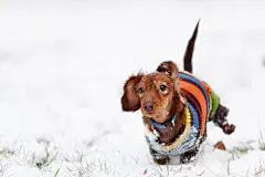 点击来源直接获取大图文件 |有趣的腊肠犬跳起来