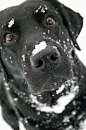 10 Interesting Facts about Labrador Retriever Click the picture to read