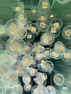 深海梦游采集到海底生物风景