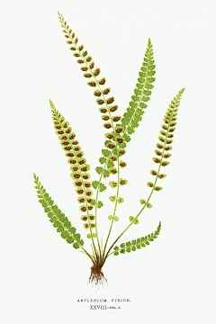 33画画采集到花草植物