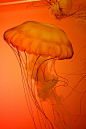 Shedd Aquarium 11