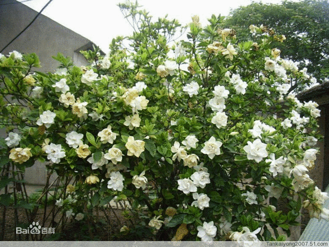 栀子花图片_百度百科栀子花（Gardenia jasminoides Ellis），又名栀子、黄栀子，为茜草目、茜草科、栀子属的常绿灌木，喜欢 ...