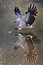#eagle