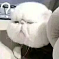 来自分享