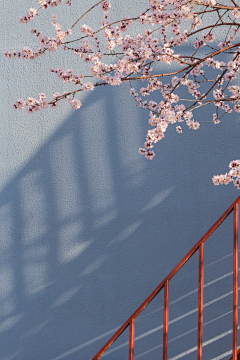 控/白采集到花