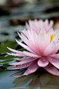 出水芙蓉