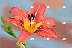 百合 开花 橙色的 自然 花卉背景 美丽的花朵 花壁纸 花 花园
