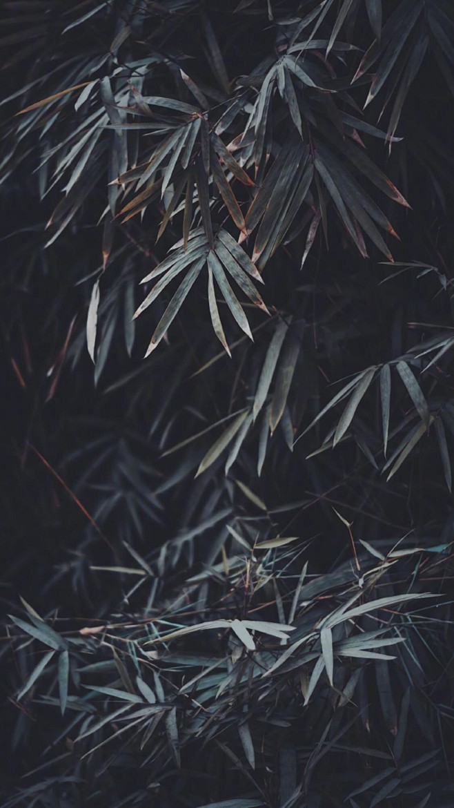 树叶