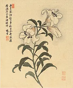 杨晋——《花鸟册》之【五月葵榴灿，争如百合奇。夜深香满座，正是酒醒时】百合花卉 册页06欣赏 | 
清|杨晋(1644-1728)字子和、子鹤，号西亭、谷林樵客、鹤道人，又署野鹤。宫廷画家，以界画见长。工农村景物，尤善画牛，多写意，兼及人物写真，花鸟草虫。山水为王翚入室弟子，凡有人物、舆轿、驼马牛羊等皆命补之。尝摹内府所藏名迹。