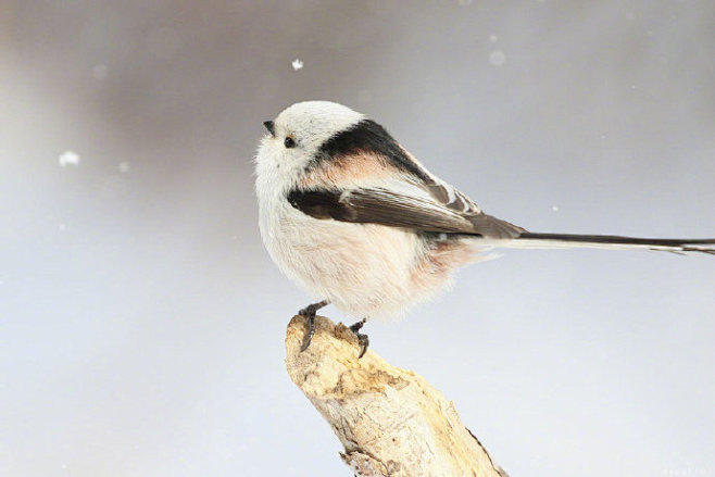 今日份的治愈豆大福银喉长尾山雀的67676767