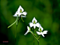 Photograph White Egret Flower by LEE INHWAN on 500px