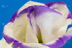 带紫色镶边的白花