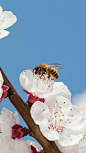 蜜蜂采蜜蓝天专注高清素材 平面电商 创意素材