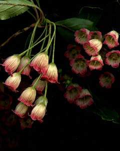 壹贰嘉采集到【生物】植物