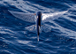 飞鱼：宝蓝色的小家伙两翼完全透明，十分灵动 ​​​​