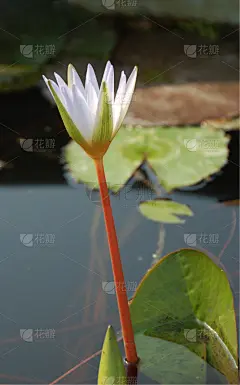 睡莲,白睡莲,垂直画幅,水,荷花,无人,仅一朵花,百合花,植物茎,白色