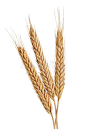 This may contain: two stalks of wheat are shown against a white background royalty images and clippings