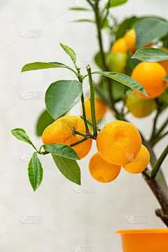 室内种植的柑桔类植物Calamondin (Citrofortunella microcarpa, 