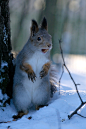 Photograph A squirrel by Gleb Skrebets on 500px