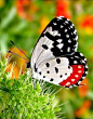 ~~Red Pierrot (Talicada nyseus) Butterfly~~