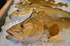 海产品食材鳕鱼食物